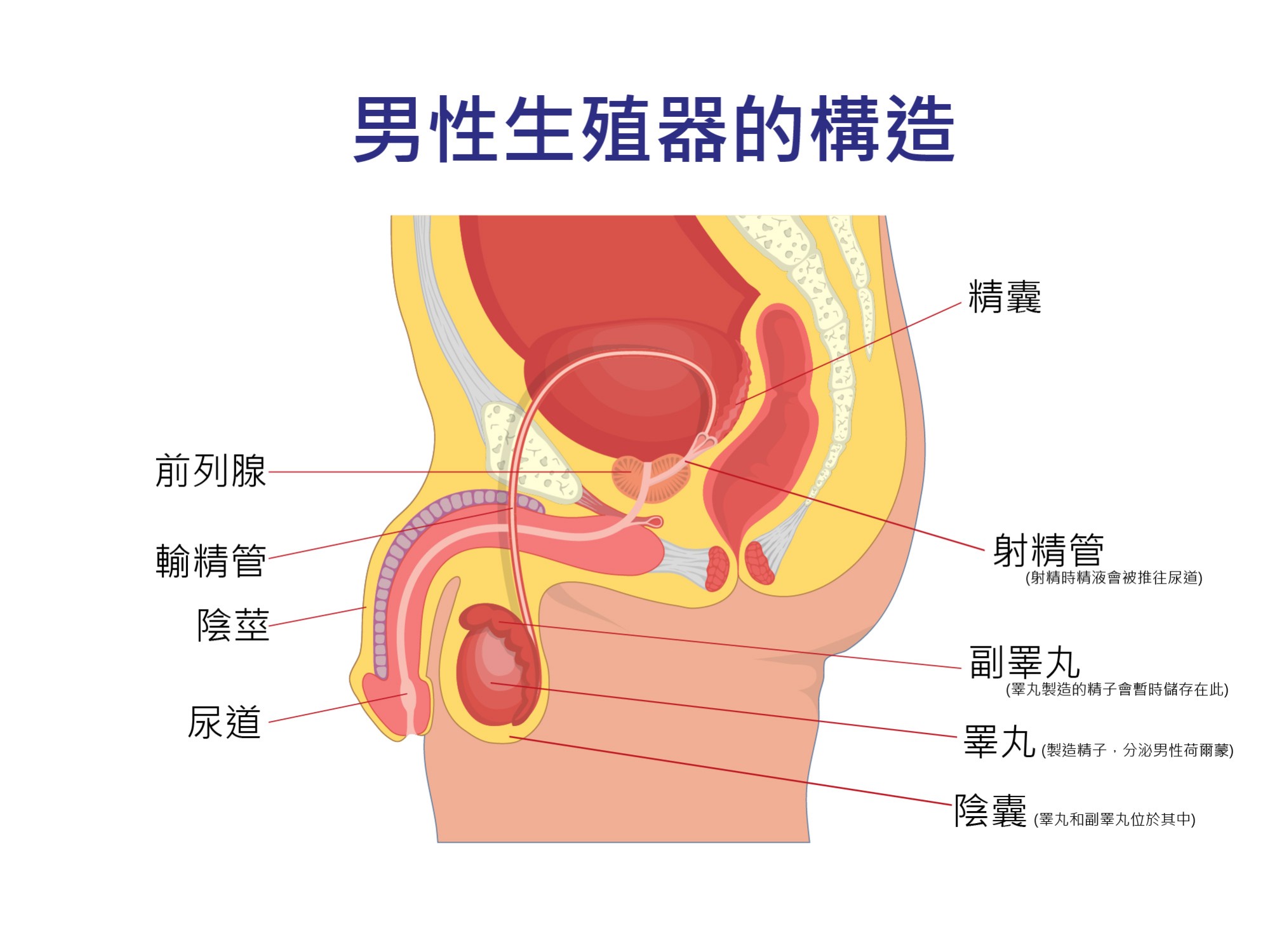 【男性】生殖器官功能